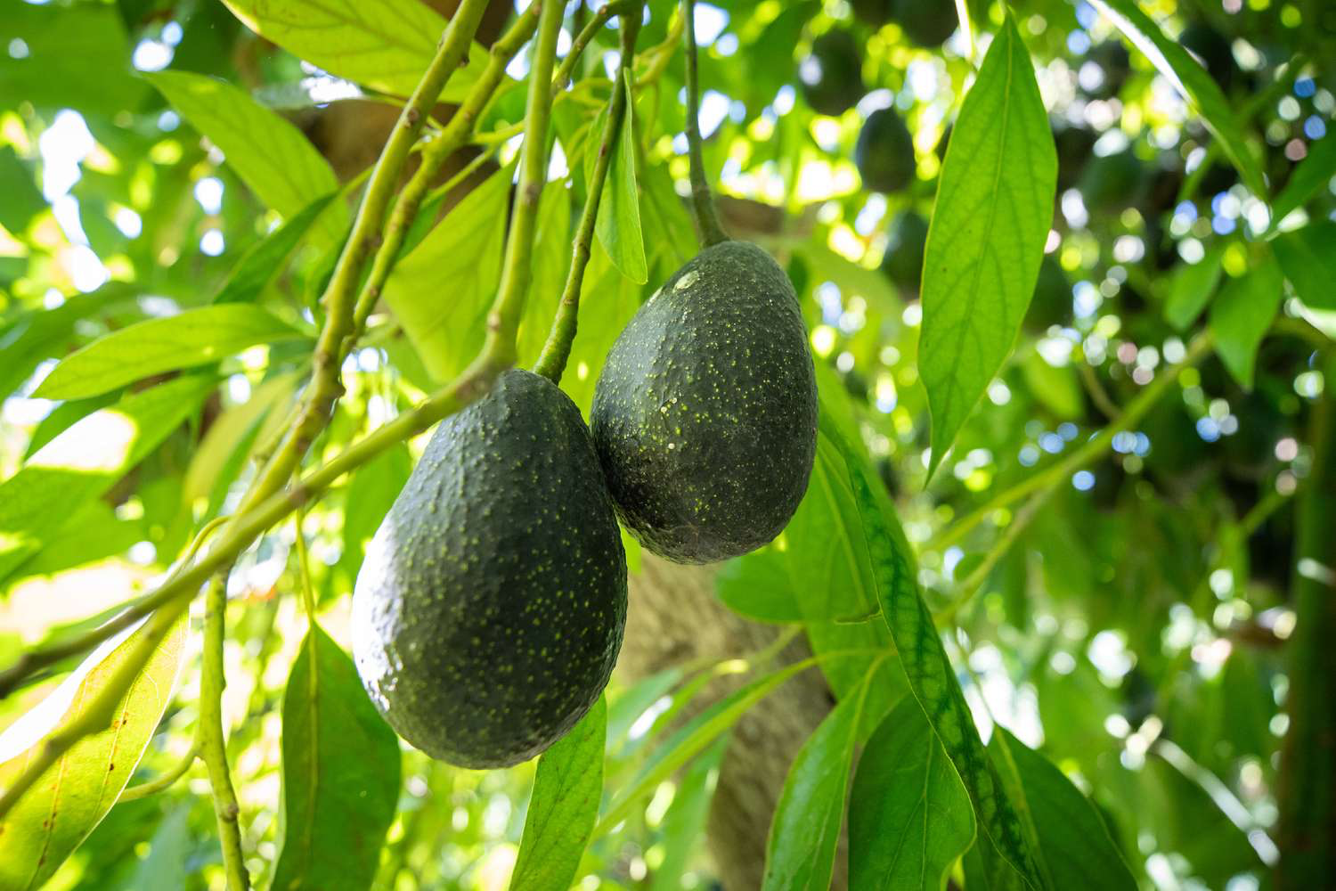Ettinger Avocado