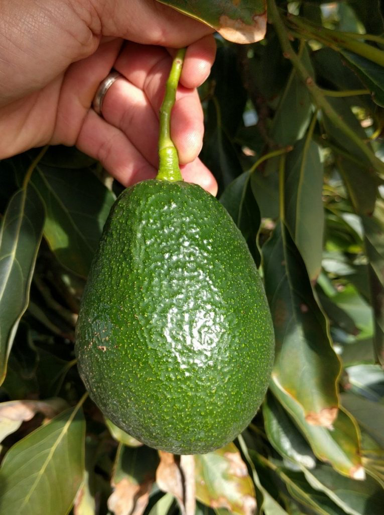 Reed Avocado