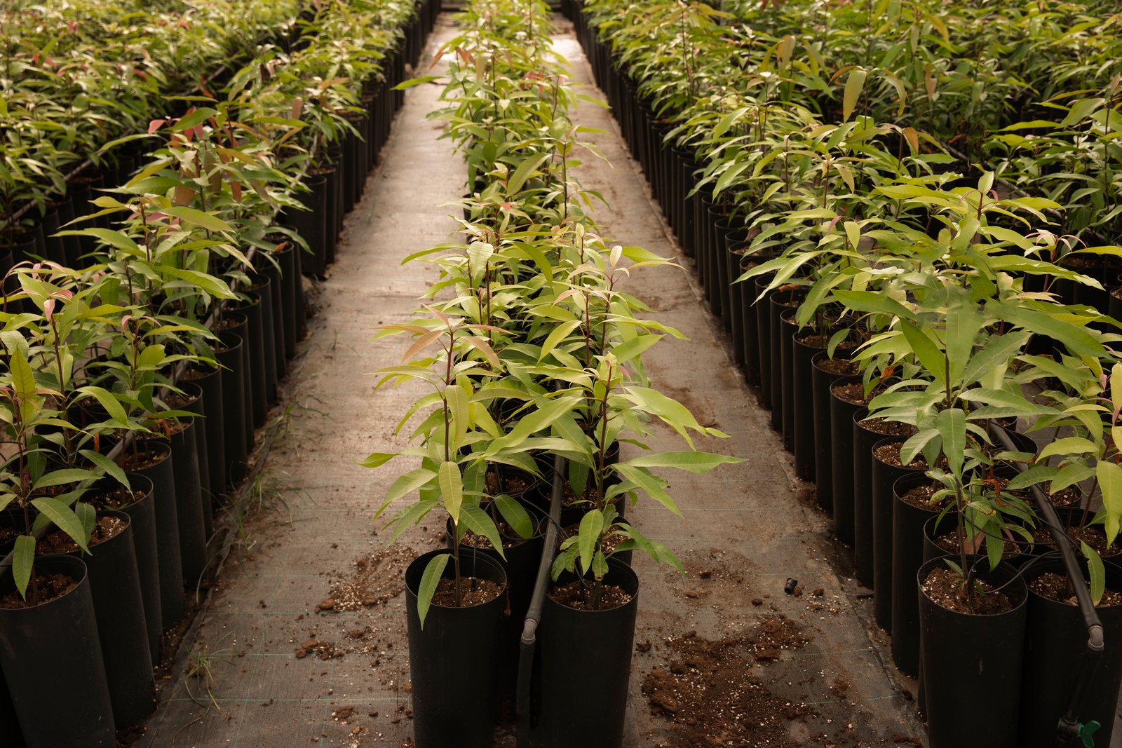 Certification Standards